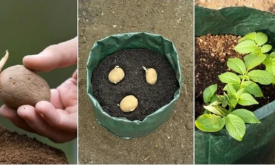 How To Grow Sacks Full Of Potatoes – 7 Weird Ways That Really Work