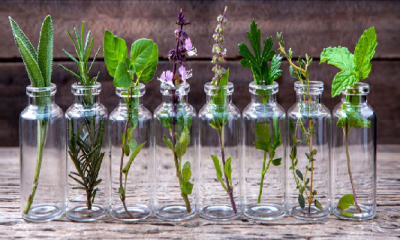 10 Herbs You Can Grow Indoors in Water All Year Long